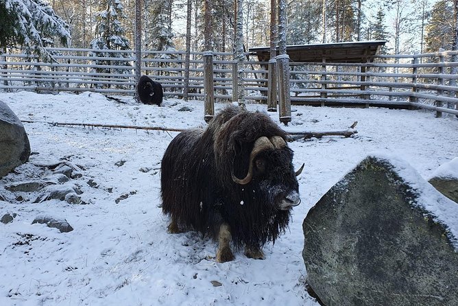 Guided Ranua Wildlife Park tour with Lunch, Small group adventure - The one-hour ride from Rovaniemi to Ranua