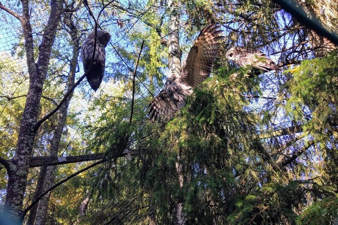Guided Ranua Wildlife Park tour with Lunch, Small group adventure - Lunch in the middle of the outing