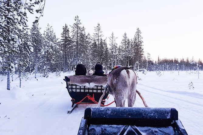 Guided reindeer farm visit and one hour sledge safari - A quiet start at Kopara Reindeer Park