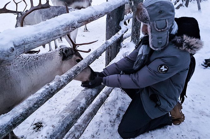 Guided reindeer farm visit and one hour sledge safari - Feeding the reindeer after the ride