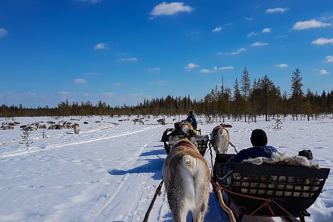 Guided reindeer farm visit and one hour sledge safari - Timing, daylight, and photographs