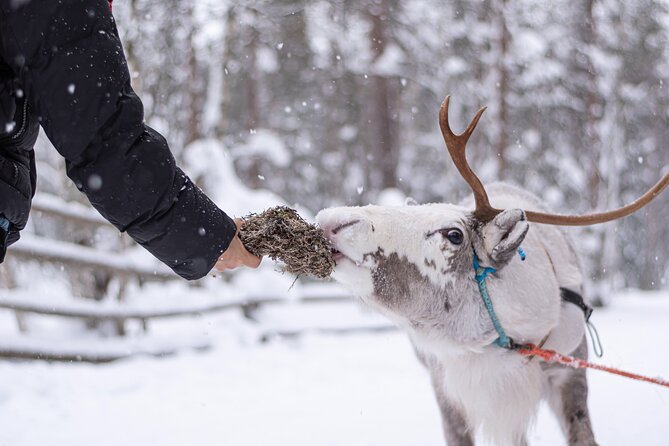Half-Day Experience in Local reindeer farm in Lapland - Key points at a glance