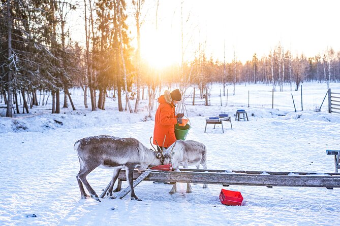 Half-Day Experience in Local reindeer farm in Lapland - Driving from Rovaniemi to the reindeer farm