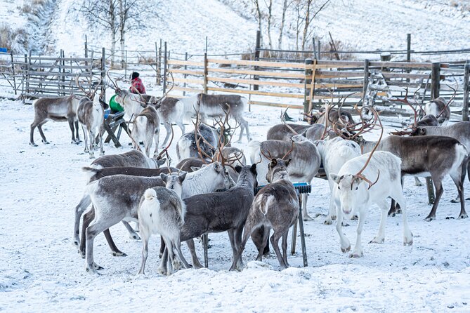 Half-Day Experience in Local reindeer farm in Lapland - Feeding and photographing the reindeer