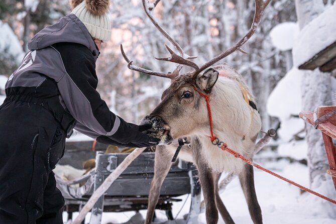 Half-Day Experience in Local reindeer farm in Lapland - Pancakes, hot chocolate, and stories by the fire