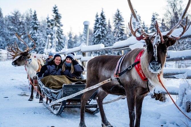 Half-Day Experience in Local reindeer farm in Lapland - How authentic is this farm visit?