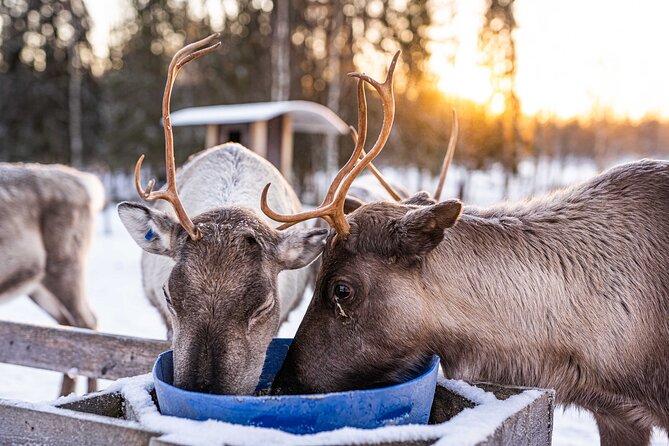 Half-Day Experience in Local reindeer farm in Lapland - Who will enjoy this three-hour outing?