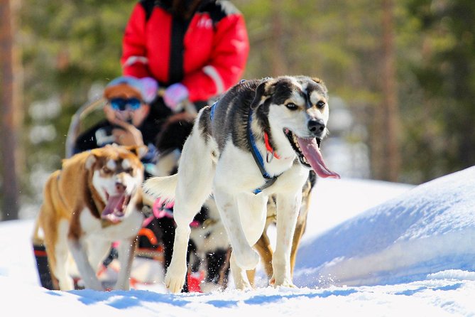 Half-Day Husky Safari and Salmon Ice Fishing Experience - Why This Tour Works So Well in Rovaniemi