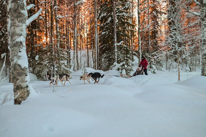 Half-Day Husky Safari and Salmon Ice Fishing Experience - Riding Through Snowy Lappish Scenery