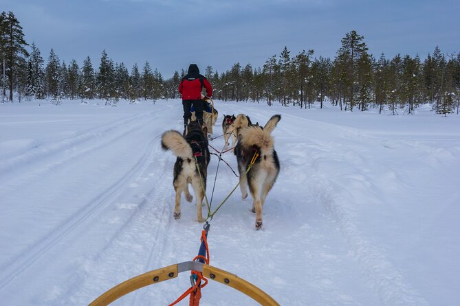 Half-Day Husky Safari and Salmon Ice Fishing Experience - Who Should Book This Morning