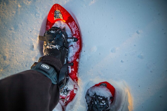 Half Day Snowshoe Hiking Adventure in Levi Lapland - Who will enjoy this half-day outing