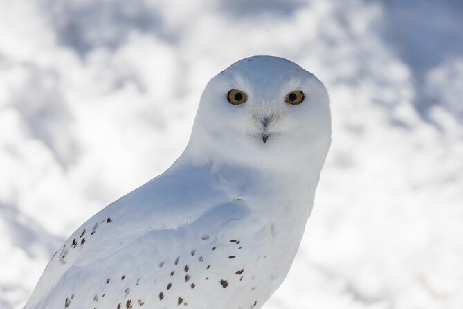 Half-Day Trip to Ranua Wildlife Park from Rovaniemi - Why Ranua makes sense from Rovaniemi