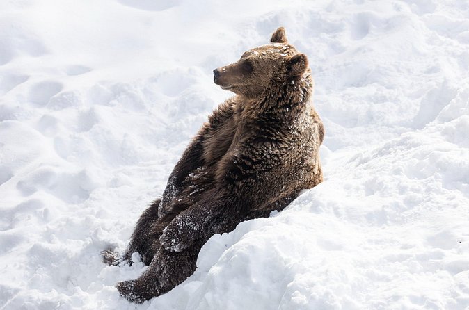 Half-Day Trip to Ranua Wildlife Park from Rovaniemi - The buffet lunch and what it adds