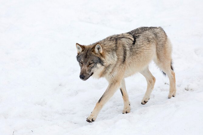 Half-Day Trip to Ranua Wildlife Park from Rovaniemi - What the $193.49 price really covers