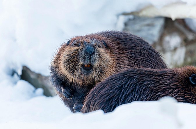 Half-Day Trip to Ranua Wildlife Park from Rovaniemi - The small-group difference