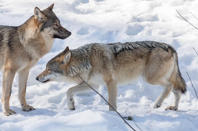 Half-Day Trip to Ranua Wildlife Park from Rovaniemi - Strengths and limitations at a glance