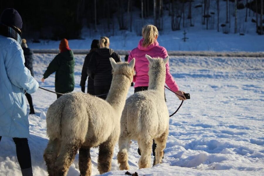 Helsinki: Alpaca Farm Tour with Guided Walk (private) - Key points to know before booking