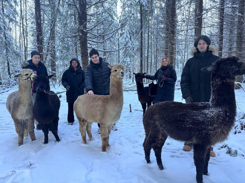 Helsinki: Alpaca Farm Tour with Guided Walk (private) - Leaving Helsinki for the farm in Uusimaa