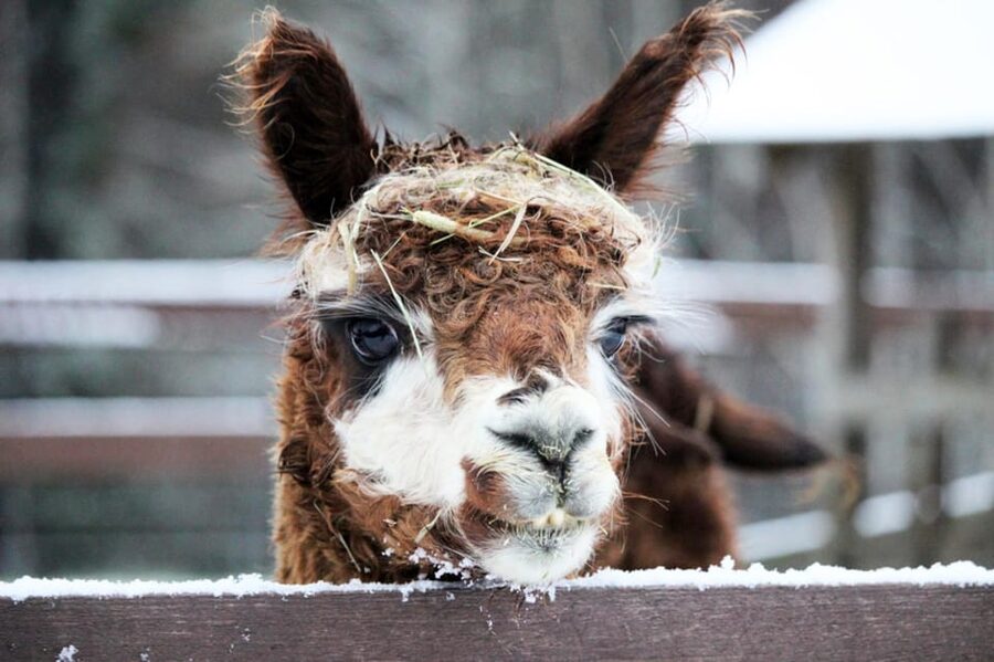 Helsinki: Alpaca Farm Tour with Guided Walk (private) - Leading one alpaca through the forest