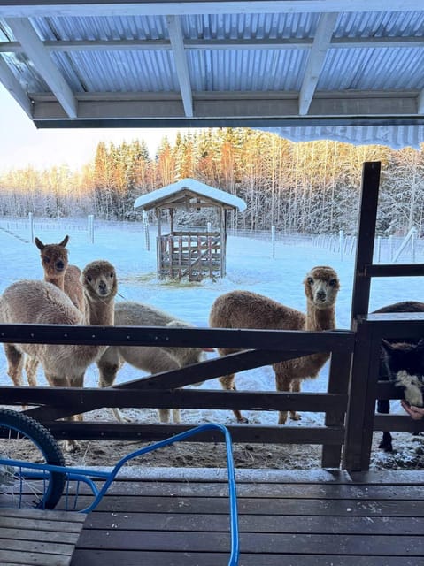 Helsinki: Alpaca Farm Tour with Guided Walk (private) - Practical preparation for a comfortable visit
