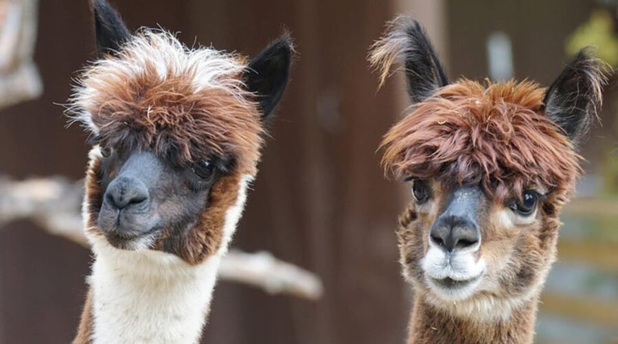 Helsinki: Alpaca Farm Tour with Guided Walk (private) - Feeding the alpacas behind the fences