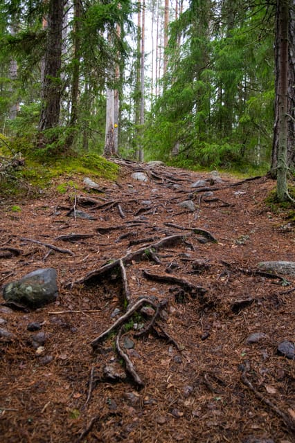 Helsinki: Nuuksio National park hiking with campfire lunch - Pickup, timing, and cancellation basics