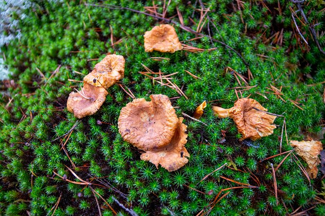 Helsinki: Nuuksio National park hiking with campfire lunch - Professional photos and the value of a guided visit
