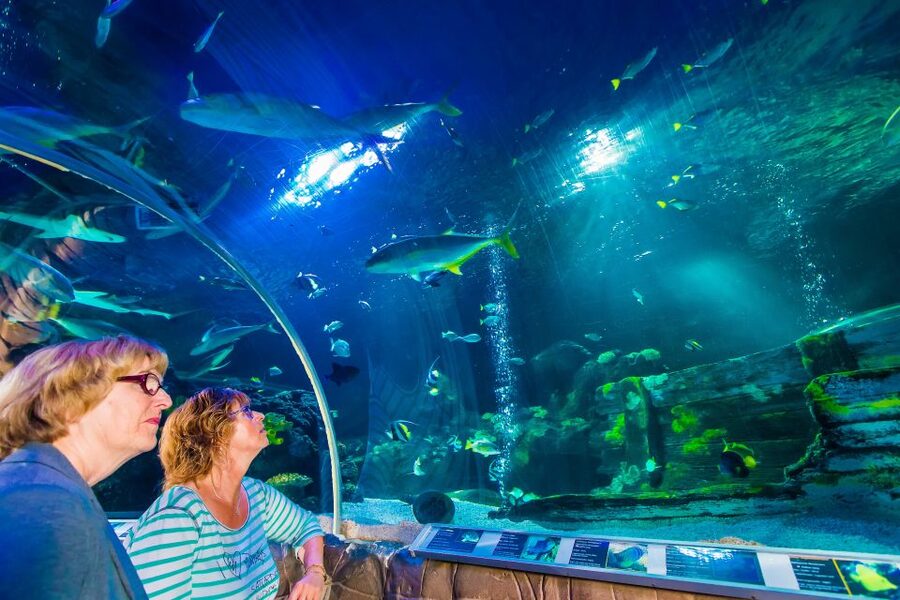 Helsinki: Sea Life Entrance Tickets - A Small Aquarium With Plenty to See