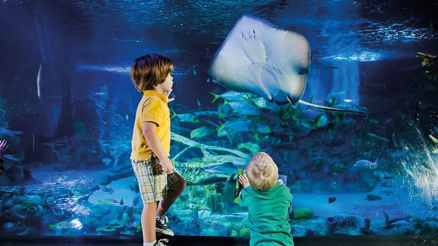 Helsinki: Sea Life Entrance Tickets - The Touch Pool Brings the Animals Closer