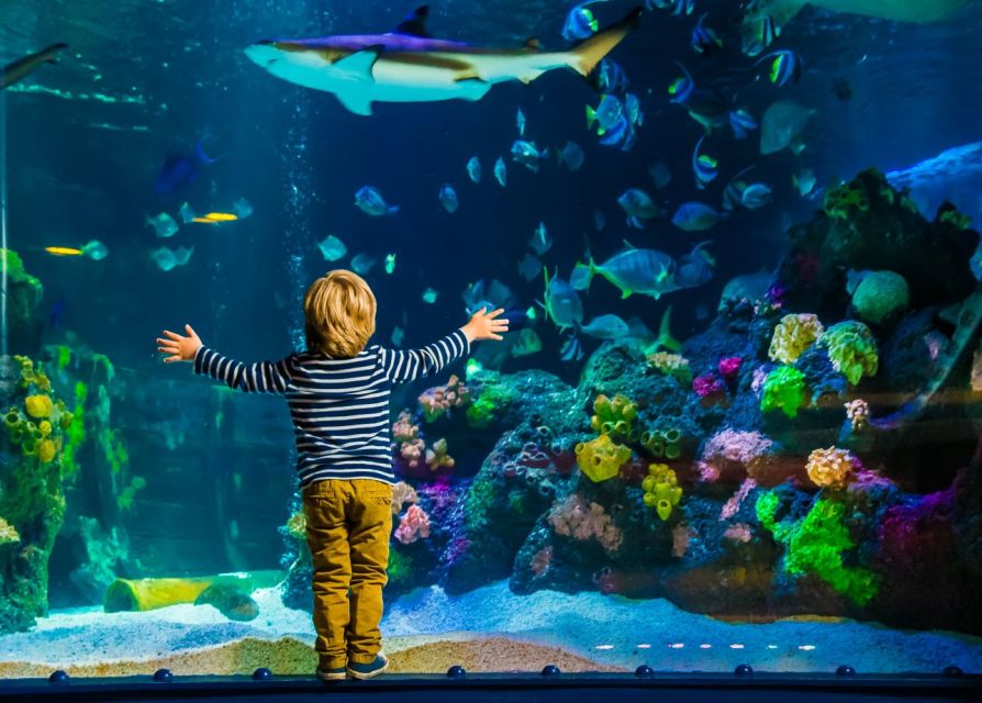 Helsinki: Sea Life Entrance Tickets - What the Ocean Tank Renovation Means in 2026