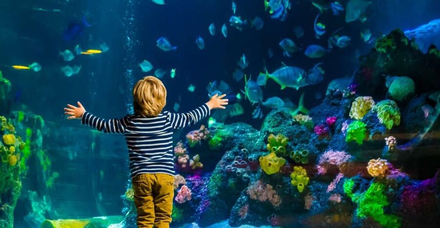 Helsinki: Sea Life Entrance Tickets - Who Will Enjoy This Most?
