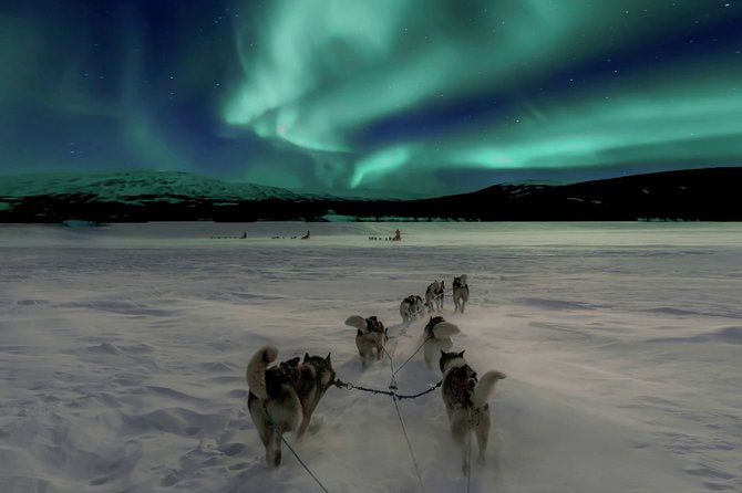 Hunting Northern Lights with Husky - A nighttime husky ride near Rovaniemi