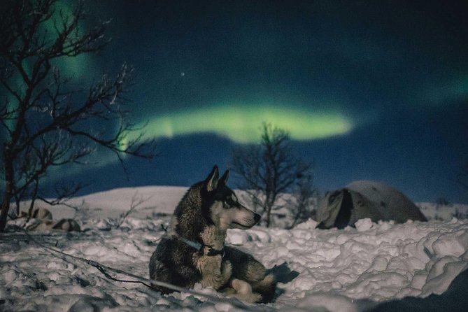 Hunting Northern Lights with Husky - What the sled ride is really like