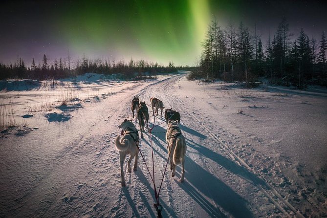 Hunting Northern Lights with Husky - Fire, blueberry juice, sausages, and marshmallows