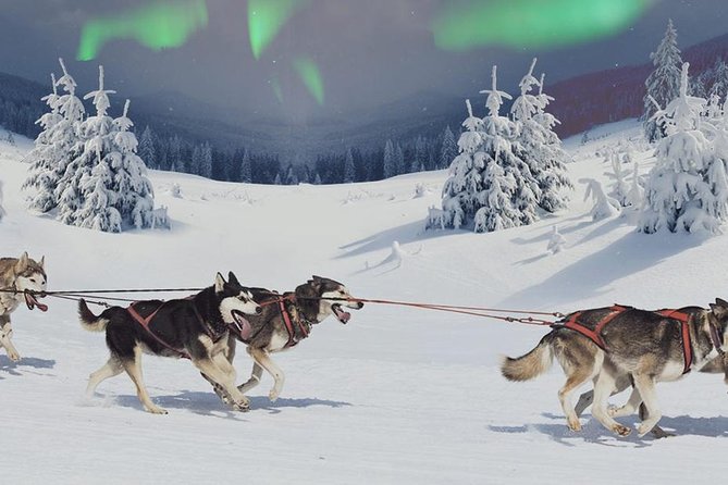 Hunting Northern Lights with Husky - Pickup from Santa Claus Holiday Village