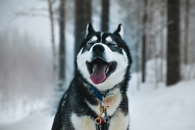 Husky Adventure with 6-10km Safari in Lapland - Key points at a glance