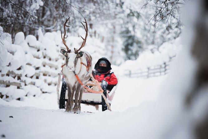 Husky and Reindeer Experience - What this Rovaniemi outing is really offering