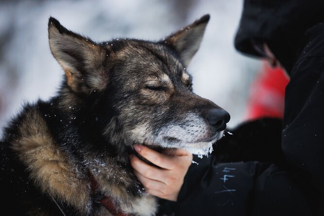 Husky and Reindeer Experience - Cold, food, and what to pack
