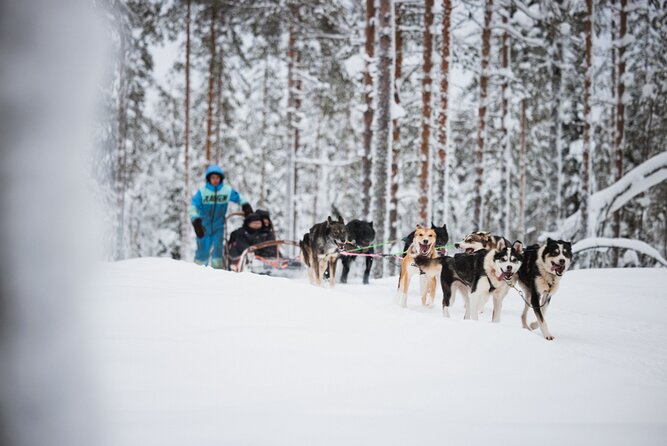 Husky and Reindeer Experience - Guide quality and group management