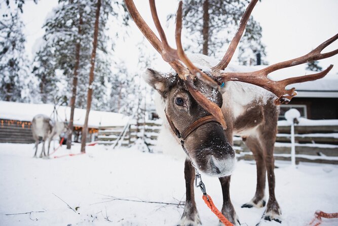 Husky and Reindeer Experience With Snowmobiling - Santa Claus Village adds free time, not another guided stop