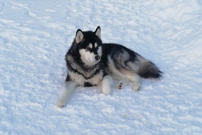 Husky safari - How the 30-minute safari works