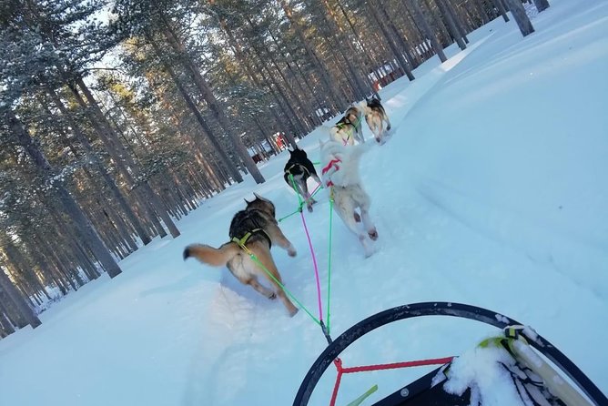 Husky safari - Who will enjoy this safari most?