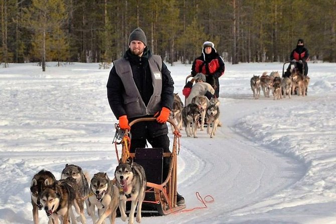 Husky Safari from Levi 2 KM or 5 KM with Husky Sledge Ride - Snowy woods, silence, and the Arctic setting