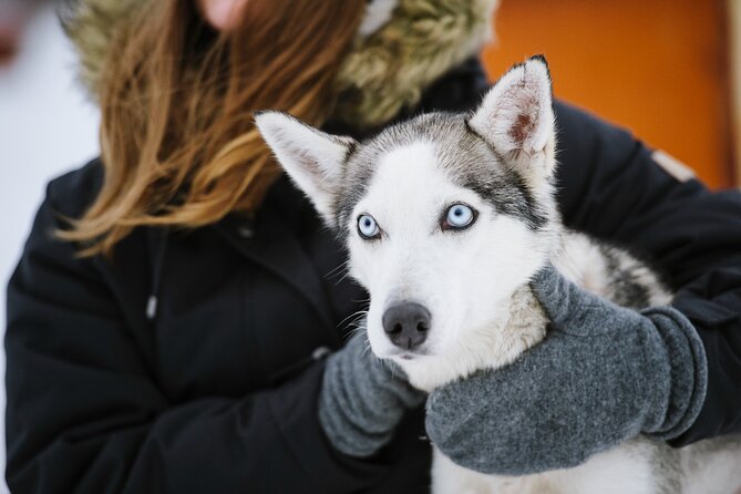 Husky Safari from Levi 2 KM or 5 KM with Husky Sledge Ride - Warm drinks and a chance to thaw out