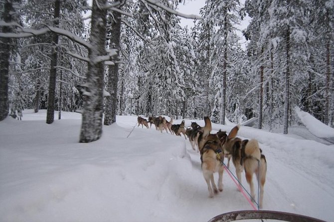 Husky Safari from Levi 2 KM or 5 KM with Husky Sledge Ride - Clothing, weather, and sensible preparation
