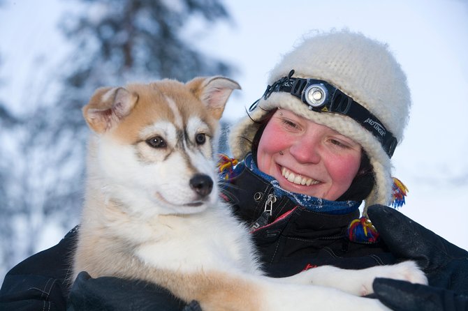 Husky Safari from Rovaniemi Including a Husky Sled Ride - What the Rovaniemi husky safari is really like