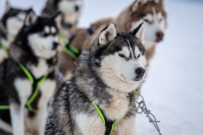 Husky Sledding Self-driving in Rovaniemi - Driving a Husky Sled in the Finnish Forest