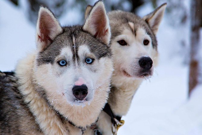 Ice Fishing and Husky - What the $312.41 price really covers