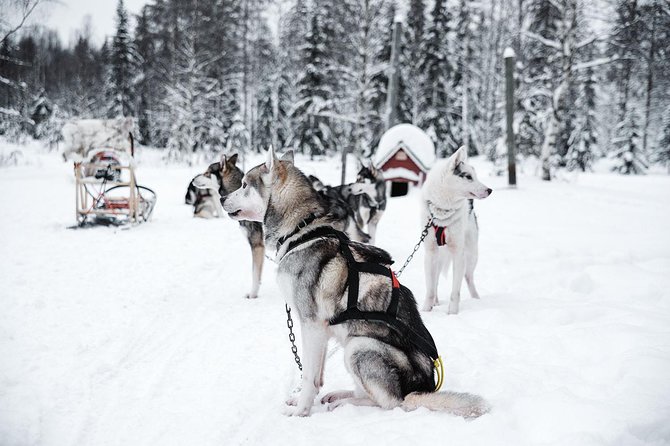 Ice Fishing and Husky - Pickup, clothing, and the practical winter details