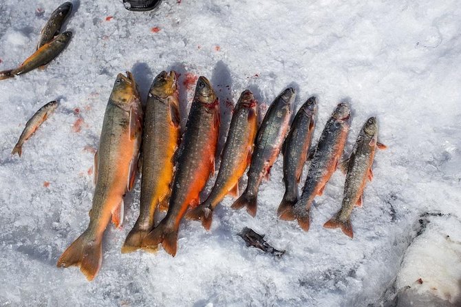 Ice Fishing and Husky - Meeting the huskies and taking the sled out